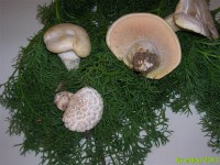 /album/ingressolibero/pleurotos-1-jpg/